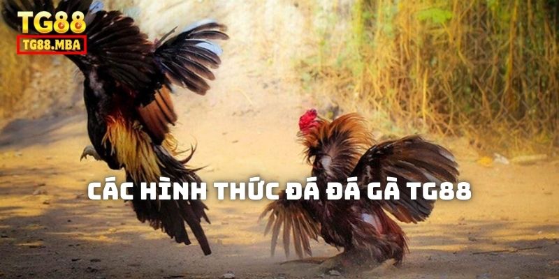 Các hình thức Đá Gà TG88