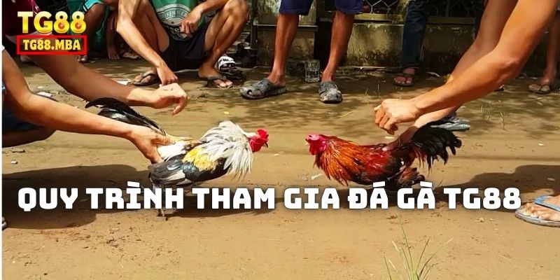 Quy trình tham gia Đá Gà TG88 cực đơn giản