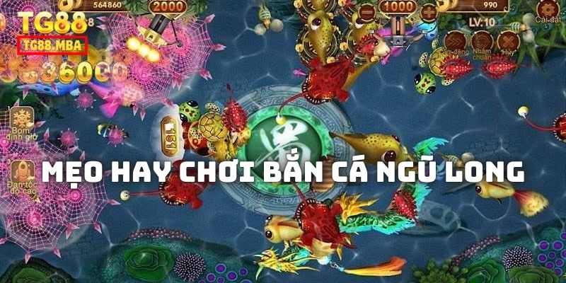 Vốn chơi bắn cá cần được dùng linh hoạt