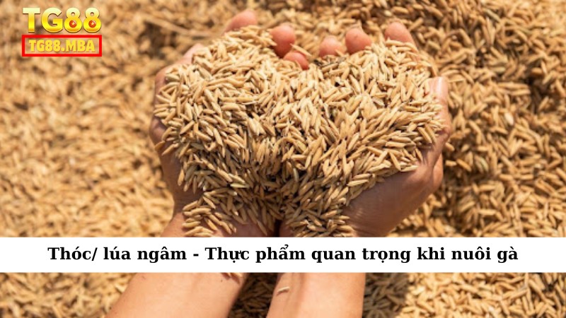 Thóc/ lúa ngâm - Thực phẩm quan trọng khi nuôi gà